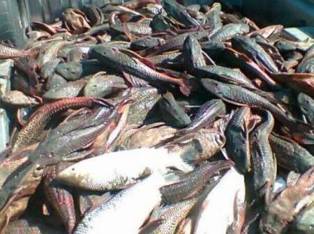 Sema apreende mais de 750 peixes proibidos em Alenquer.